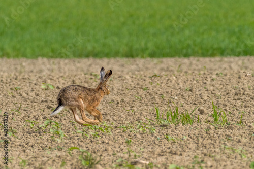 A hare running in a field