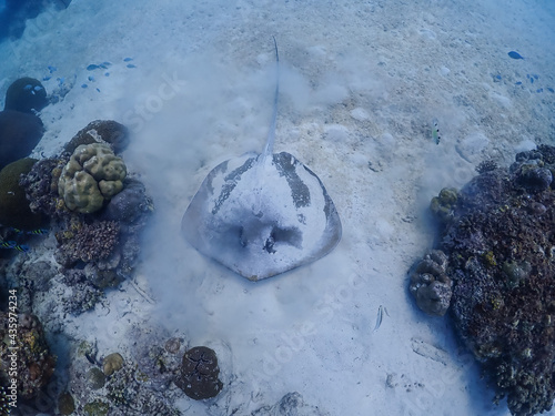 Stingray glides on the sand in the Surin Islands, Phang Nga Province, Thailand. photo