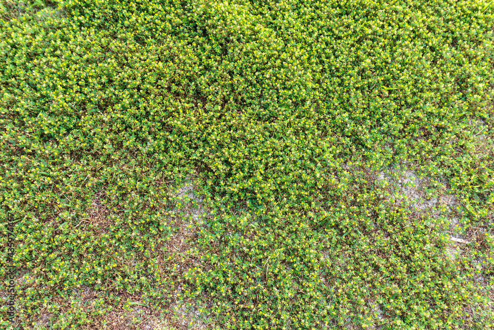 爪木崎で群生するコメツブツメクサ（Trifolium dubium）／静岡県下田市