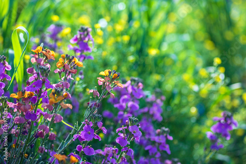 Floral background. Blooming purple and orange plants closeup. Selective focus