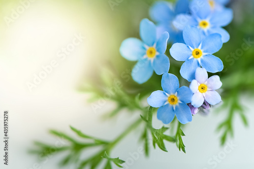 Close up of tiny blue forget-me-not flowers (Myosotis sylvatica)  on blurred background