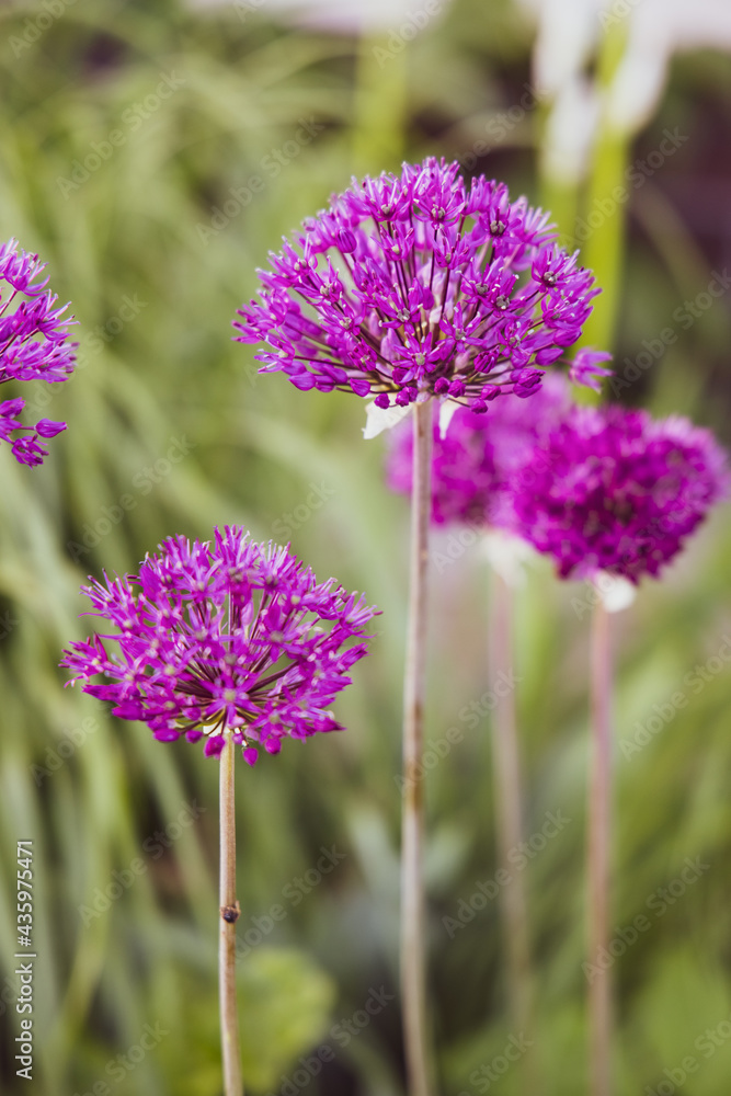 Purple decorative blooming garlic Allium is a genus of monocotyledonous flowering plants that includes hundreds of species, including the cultivated onion, garlic, scallion, leek, and chives. Purple decorative blooming garlic Allium is a genus of monocotyledonous flowering plants that includes hundreds of species, including the cultivated onion, garlic, scallion, leek, and chives.