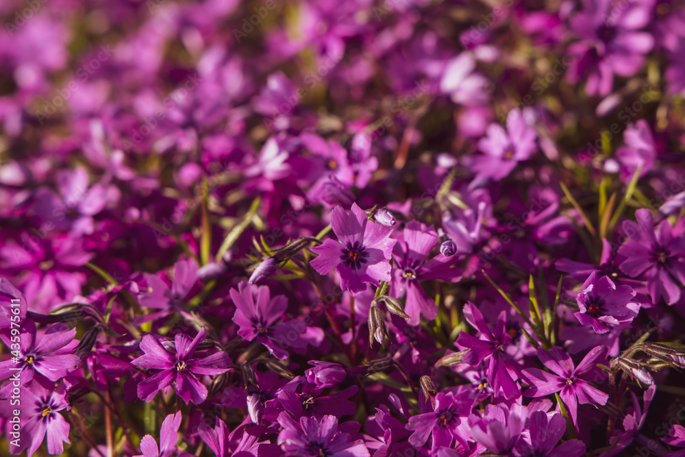 Flowers of Phlox subulata 'Atropurpurea' (Creeping phlox) in the garden in early June. Bright purple carpet flowers on a sunny day. Flowers of Phlox subulata 'Atropurpurea' (Creeping phlox) in the garden in early June. Bright purple carpet flowers on a sunny day.