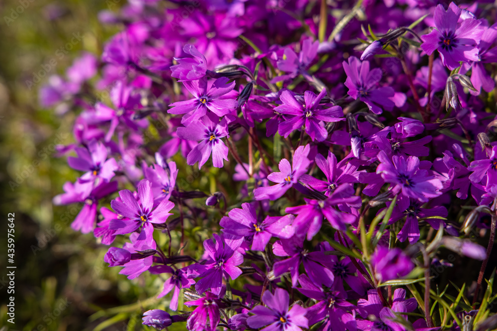 Flowers of Phlox subulata 'Atropurpurea' (Creeping phlox) in the garden in early June. Bright purple carpet flowers on a sunny day.