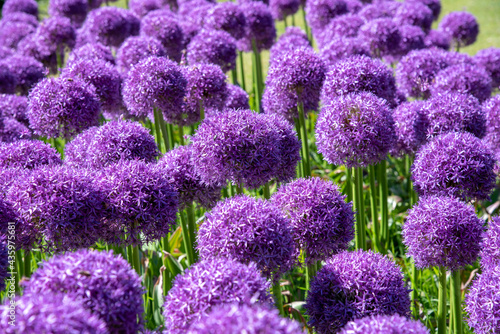 Fototapeta Naklejka Na Ścianę i Meble -  Close up on colorful purple Pom-pom or Allium flowers