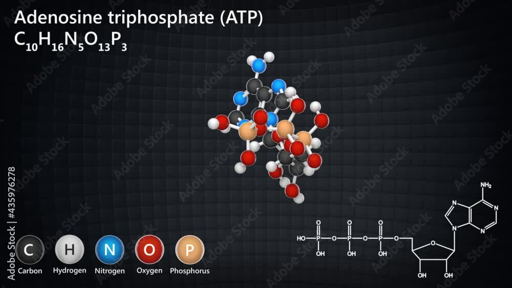 Adenosine triphosphate molecular structure, ATP is intracellular energy transfer. C10H16N5O13P3. 3D render. Seamless loop. Chemical structure model: Ball and Stick.
