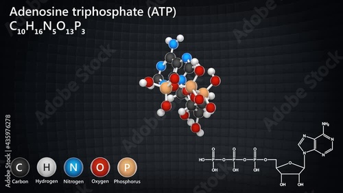Adenosine triphosphate molecular structure, ATP is intracellular energy transfer. C10H16N5O13P3. 3D render. Seamless loop. Chemical structure model: Ball and Stick. photo