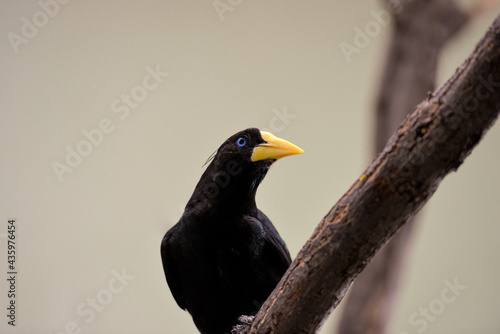 Selective focus of the unique blue eyed Crested oropendola bird perching on the wood photo