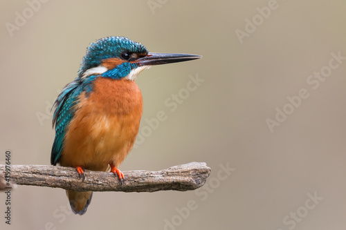 Adult male of common kingfisher, alcedo atthis, sitting alone on branch in spring. Detail of resting bird with colorful plumage and black beak. Enchanting animal perched on twig with copy space.
