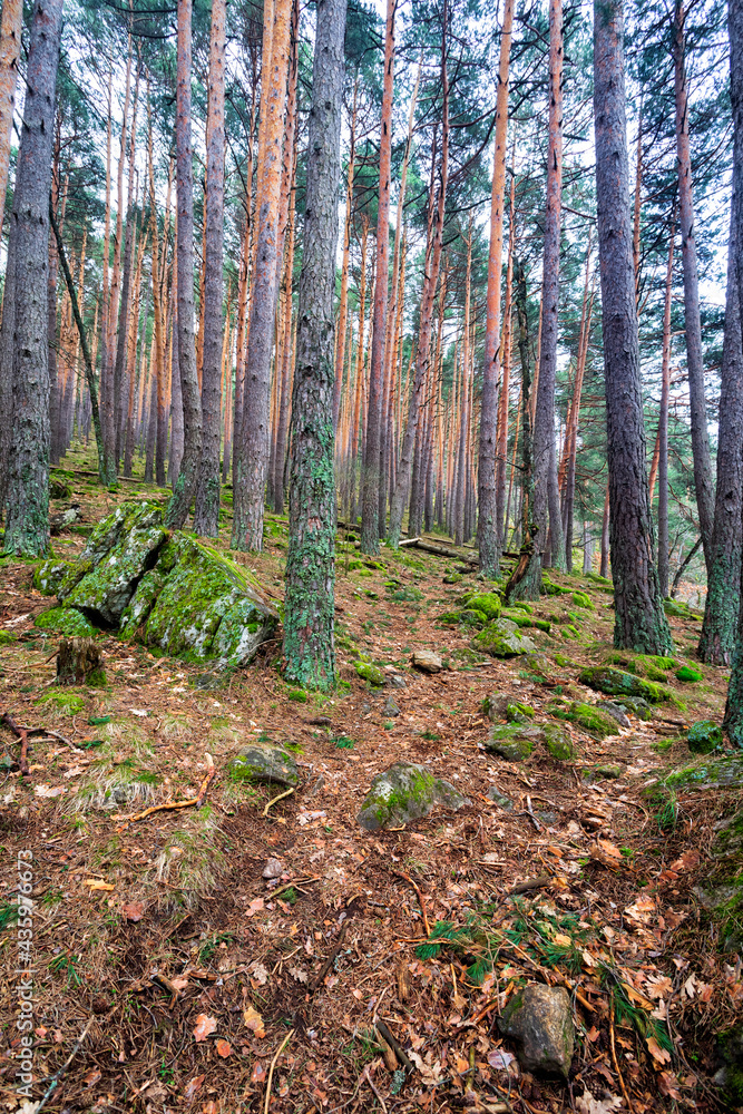 Sendero entre los pinos. Madrid. España. Europa Sendero entre los pinos. Madrid. España. Europa
