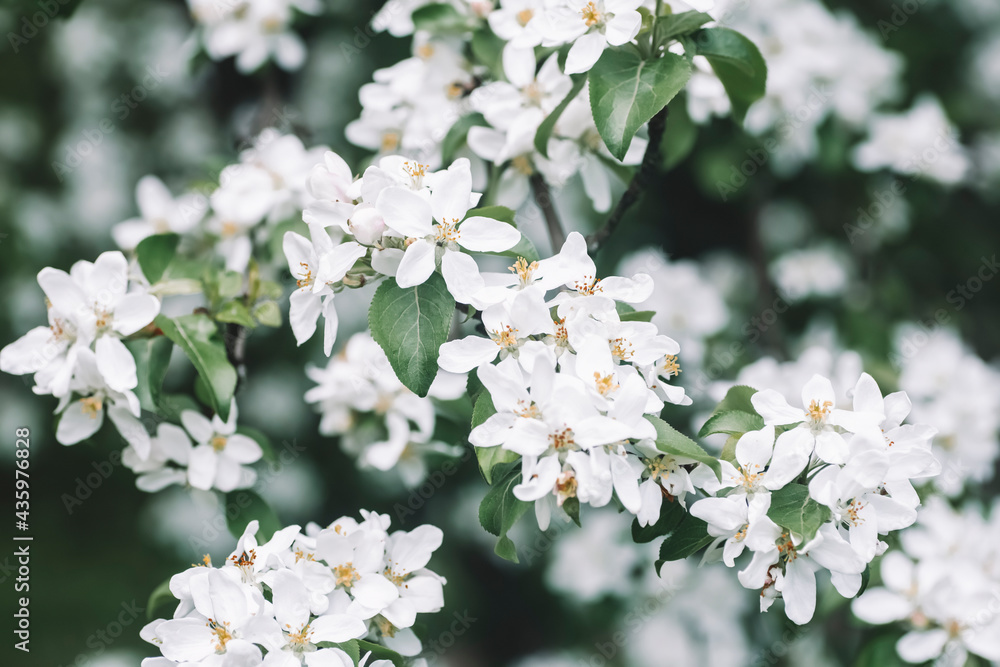 Blossom apple tree spring background. Blooming tree in spring against the background of a sunny spring sky. Blossom apple tree spring background. Blooming tree in spring against the background of a sunny spring sky.