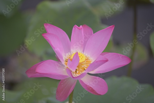 The author took a set of photos in Tam Da lotus lagoon  Ho Chi Minh City. Time  Thursday morning  May 27  2021. Content  The author hopes the photos can describe the beauty of lotus flowers.