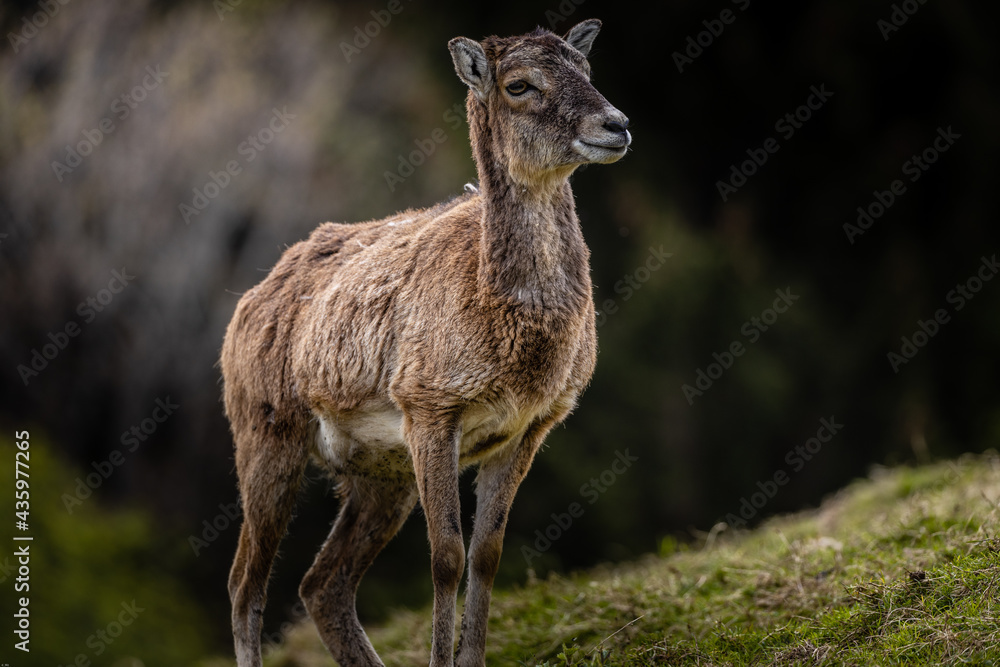 Fototapeta premium hirschkuh