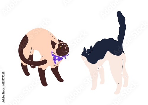 Fight of two angry cats with arched backs. Conflict of cute kitties with strained discontent face expressions, standing in front of each other. Flat vector illustration of catfight isolated on white