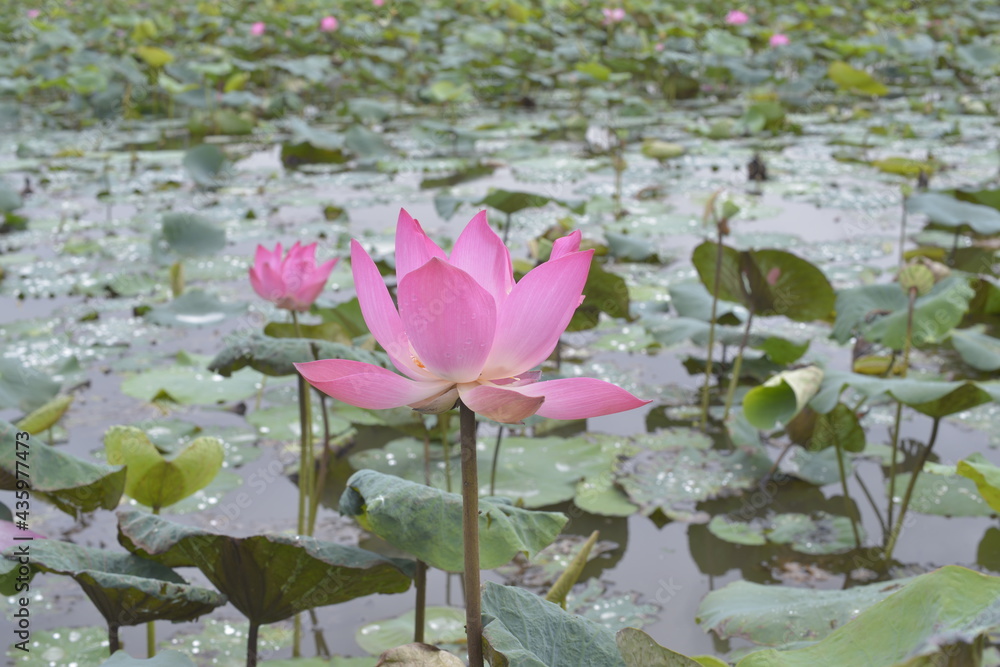 The author took a set of photos in Tam Da lotus lagoon, Ho Chi Minh City. Time: Thursday morning, May 27, 2021. Content: The author hopes the photos can describe the beauty of lotus flowers. The author took a set of photos in Tam Da lotus lagoon, Ho Chi Minh City. Time: Thursday morning, May 27, 2021. Content: The author hopes the photos can describe the beauty of lotus flowers.
