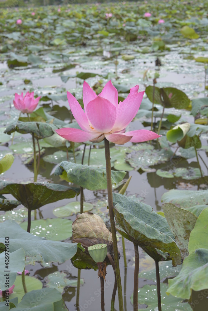 The author took a set of photos in Tam Da lotus lagoon, Ho Chi Minh City. Time: Thursday morning, May 27, 2021. Content: The author hopes the photos can describe the beauty of lotus flowers. The author took a set of photos in Tam Da lotus lagoon, Ho Chi Minh City. Time: Thursday morning, May 27, 2021. Content: The author hopes the photos can describe the beauty of lotus flowers.