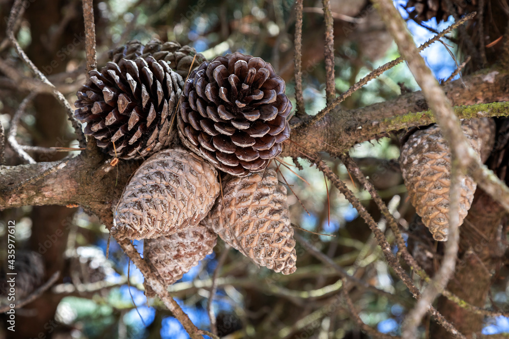 Pine cones on the branch