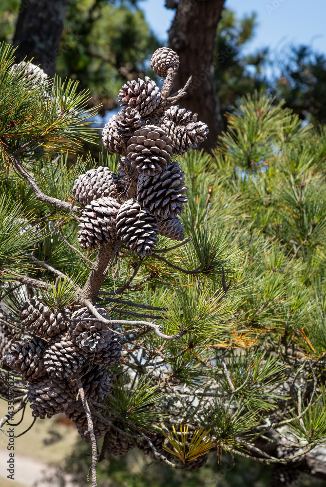 Obraz premium pine cones on the tree