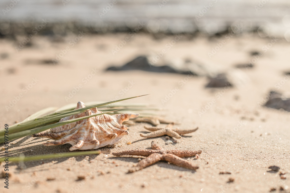Seashells and seastars on the sand, summer beach background travel concept Seashells and seastars on the sand, summer beach background travel concept