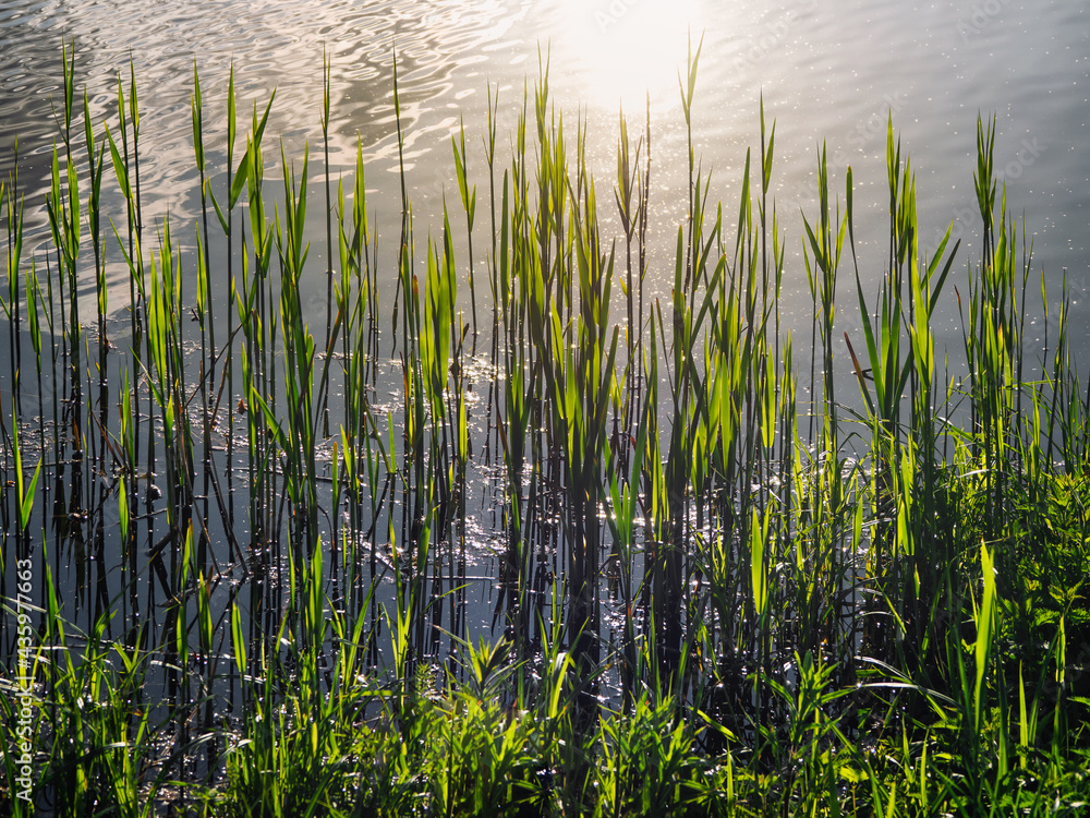 Fototapeta premium Beautiful natural background with leaves of reeds against the blue of the water