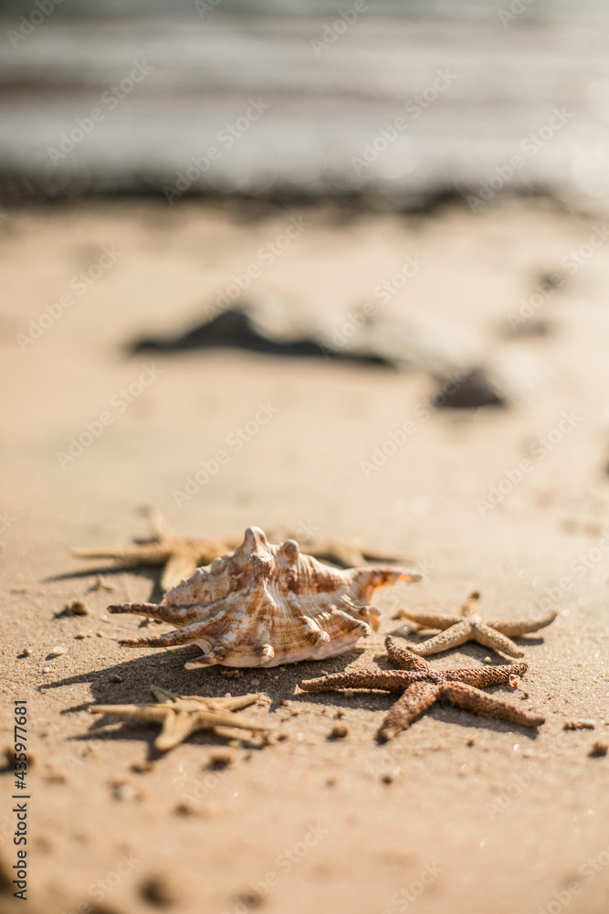 Obraz premium Seashells and seastars on the sand, summer beach background travel concept