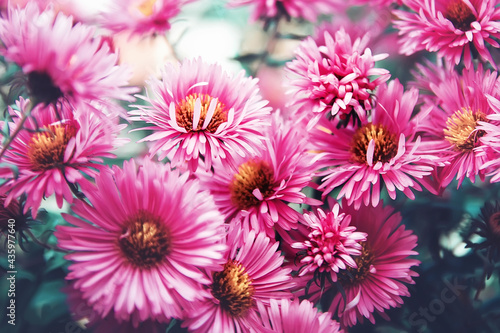 Chrysanthemum  CHRYSANTHEMUM . Close-up. Beautiful natural background.