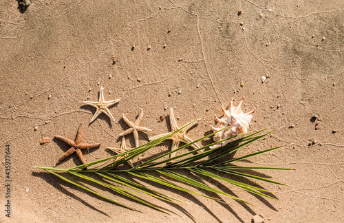 Starfish on the sand on the sea background and palm leaves. Vacation concept