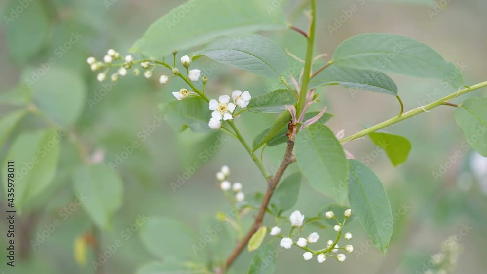 A closer look of the bird cherry plant with the small round flowers A closer look of the bird cherry plant with the small round flowers