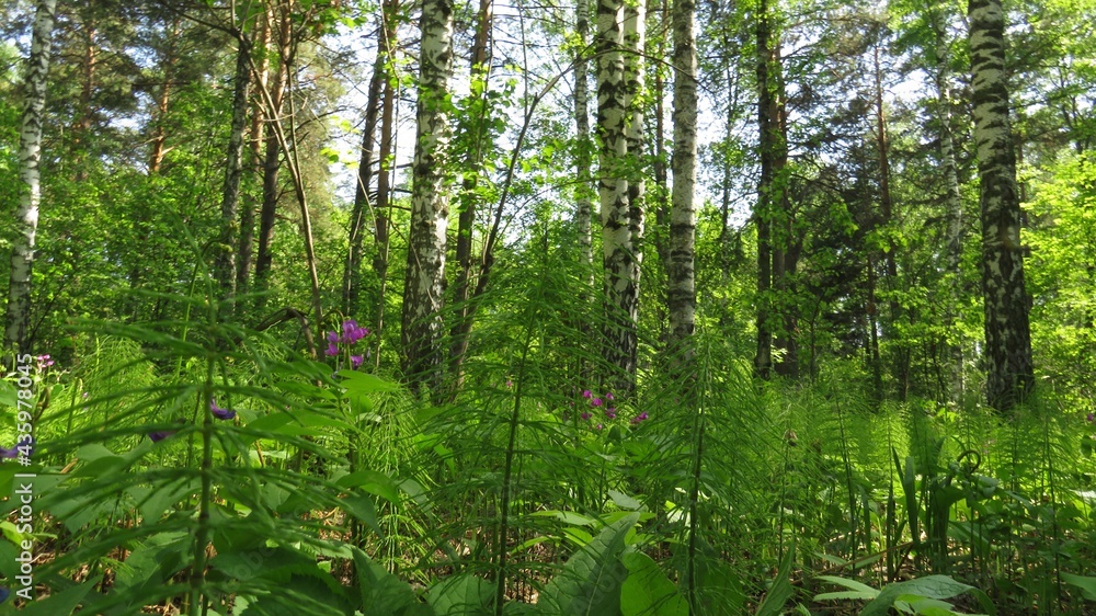 Nature and forest in Siberia. Russia Nature and forest in Siberia. Russia