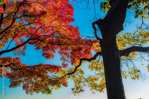 青空の紅葉