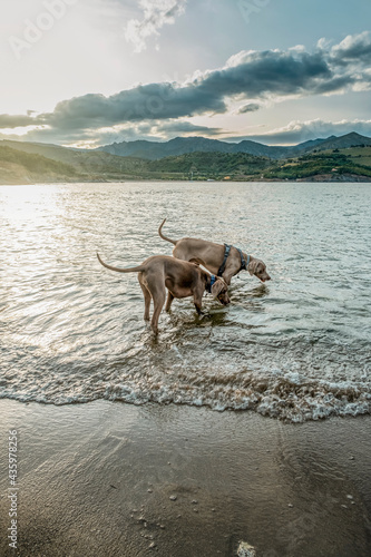 two Weimaraner dogs breed in the water, young weimaraner on a beach at a lake playing