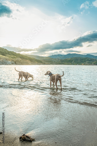 two Weimaraner dogs breed in the water  young weimaraner on a beach at a lake playing