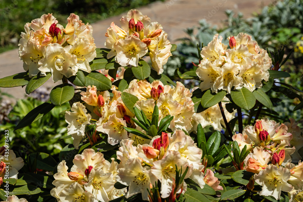 Large flowering bush of Rhododendron yakushimanum 'Golden Torch' against blurred background of greenery. Selective focus. Ornamental evergreen shrub with beautiful light cream flowers. Adler, Sochi. Large flowering bush of Rhododendron yakushimanum 'Golden Torch' against blurred background of greenery. Selective focus. Ornamental evergreen shrub with beautiful light cream flowers. Adler, Sochi.