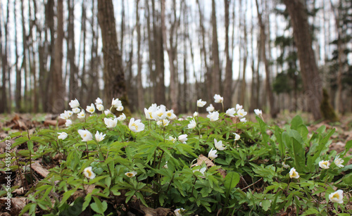 Primroses Anemones are white against the background of tree trunks. Early spring in the forest background