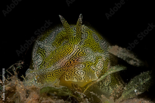 Green marine slug with scientific name Syphonota geographica photo