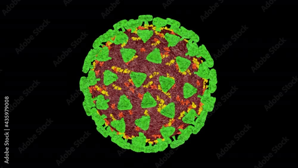 Coronavirus or covid-19 in microscopic view of floating influenza virus cells as dangerous flu strain cases as a pandemic medical health risk isolated on black background. 3D rendering. Coronavirus or covid-19 in microscopic view of floating influenza virus cells as dangerous flu strain cases as a pandemic medical health risk isolated on black background. 3D rendering.