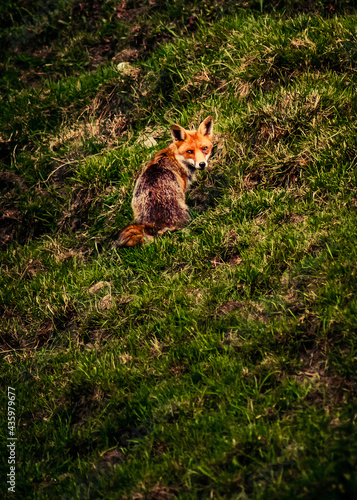 fox in a field