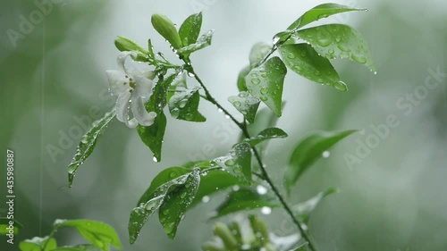 Rain drop