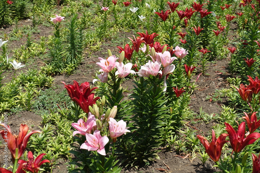 Blossoming lilies in pink and red in June
