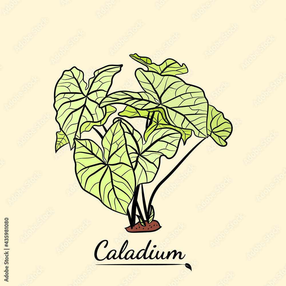 Fototapeta Kaladium. Zestaw liści kaladium. Liście rośliny caladium. Ręcznie rysowane zestaw liści calladium. Ilustracja botaniczna.