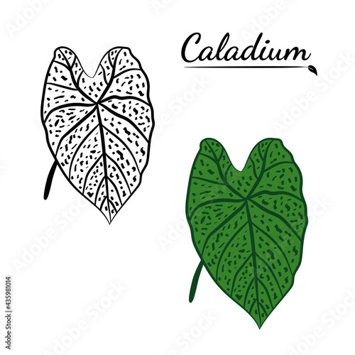 Caladium. Caladium leaf set. The leaves of the caladium plant. Hand drawn set of calladium leaves. Botanical illustration.  photo