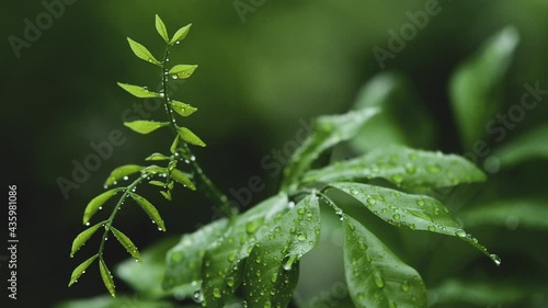 Rain drop