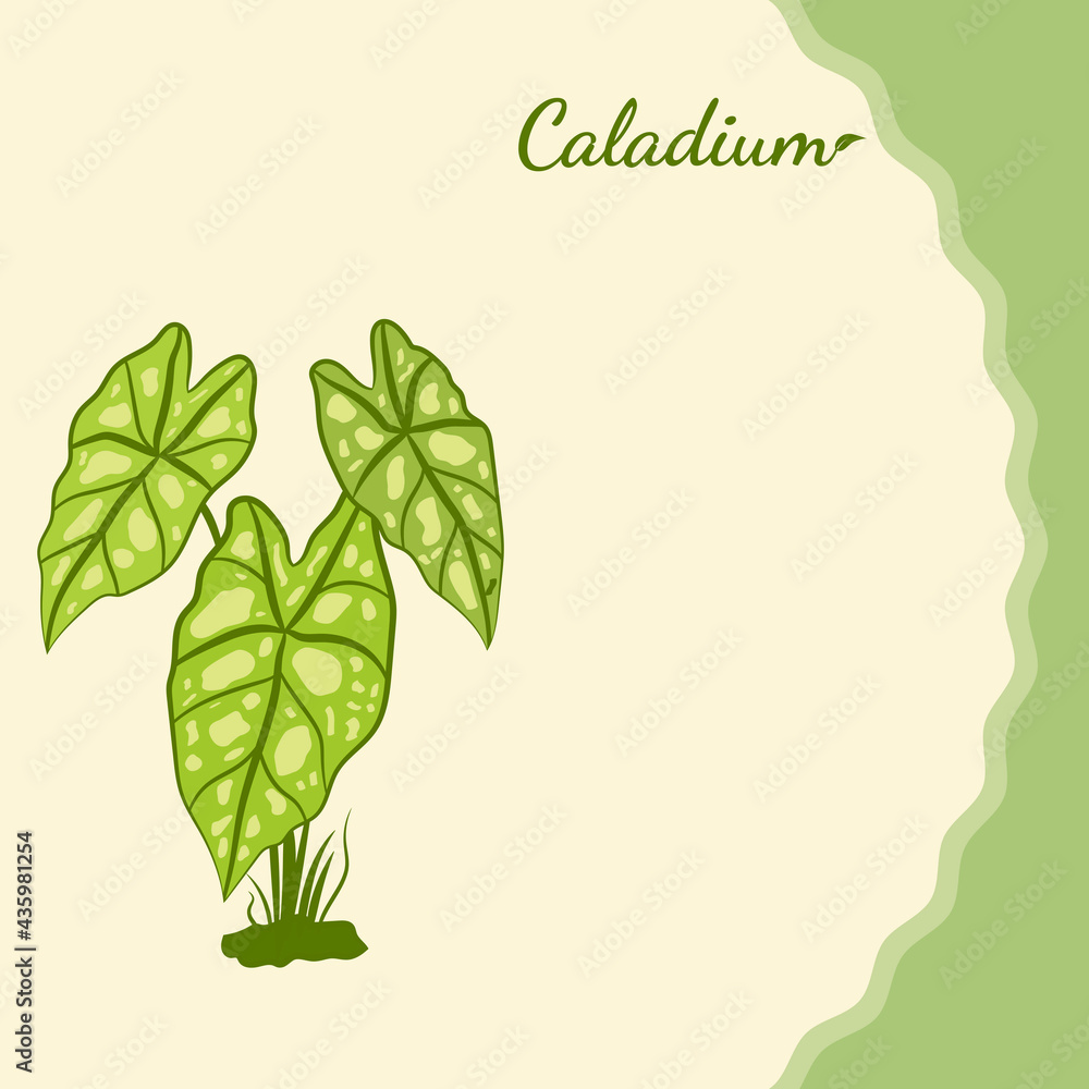 Caladium. Caladium leaf set. The leaves of the caladium plant. Hand drawn set of calladium leaves. Botanical illustration. 