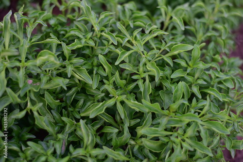 Close up green plants in nature.