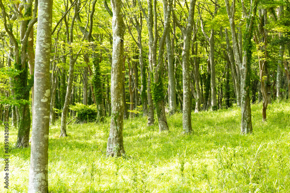 Naklejka premium 芦ノ湖の散策路