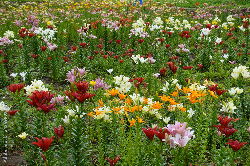 Thousand of colorful flowers of lilies in June