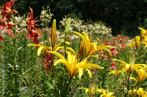 Vibrant yellow  red  pink and white flowers of lilies in June