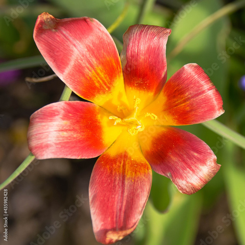 Tulpenblüte geöffnet
