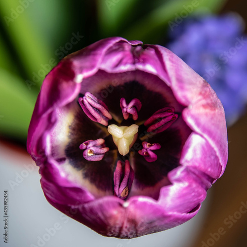 Tulpe in Pink