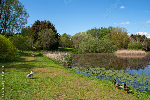 Beautiful Ringve botanical garden with an idyllic pond in Trondheim, Norway. Seagulls and ducks.